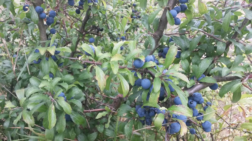 Blackthorn in fruit
